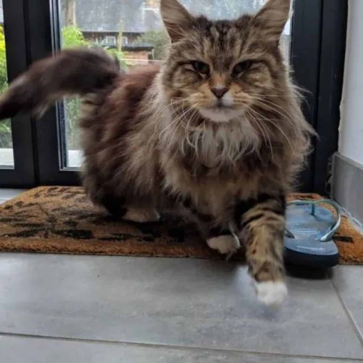 Langhaarige Katze liegt vor der Glastuer