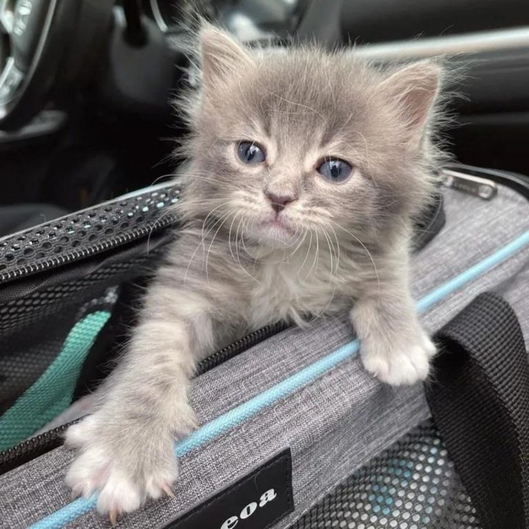 Liebenswertes Kaetzchen in einer Tasche