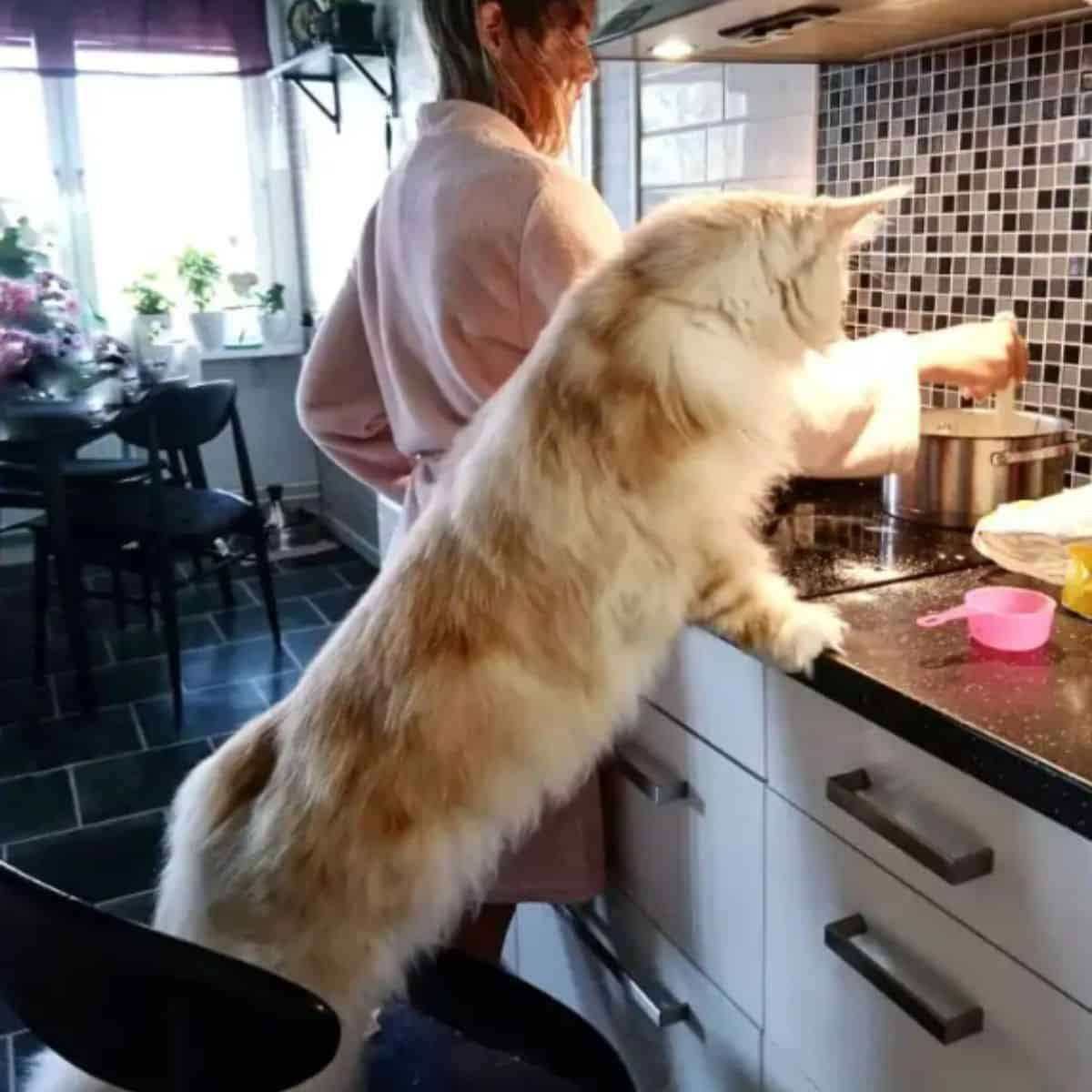 Maine-Coon-Katze hilft beim Kochen