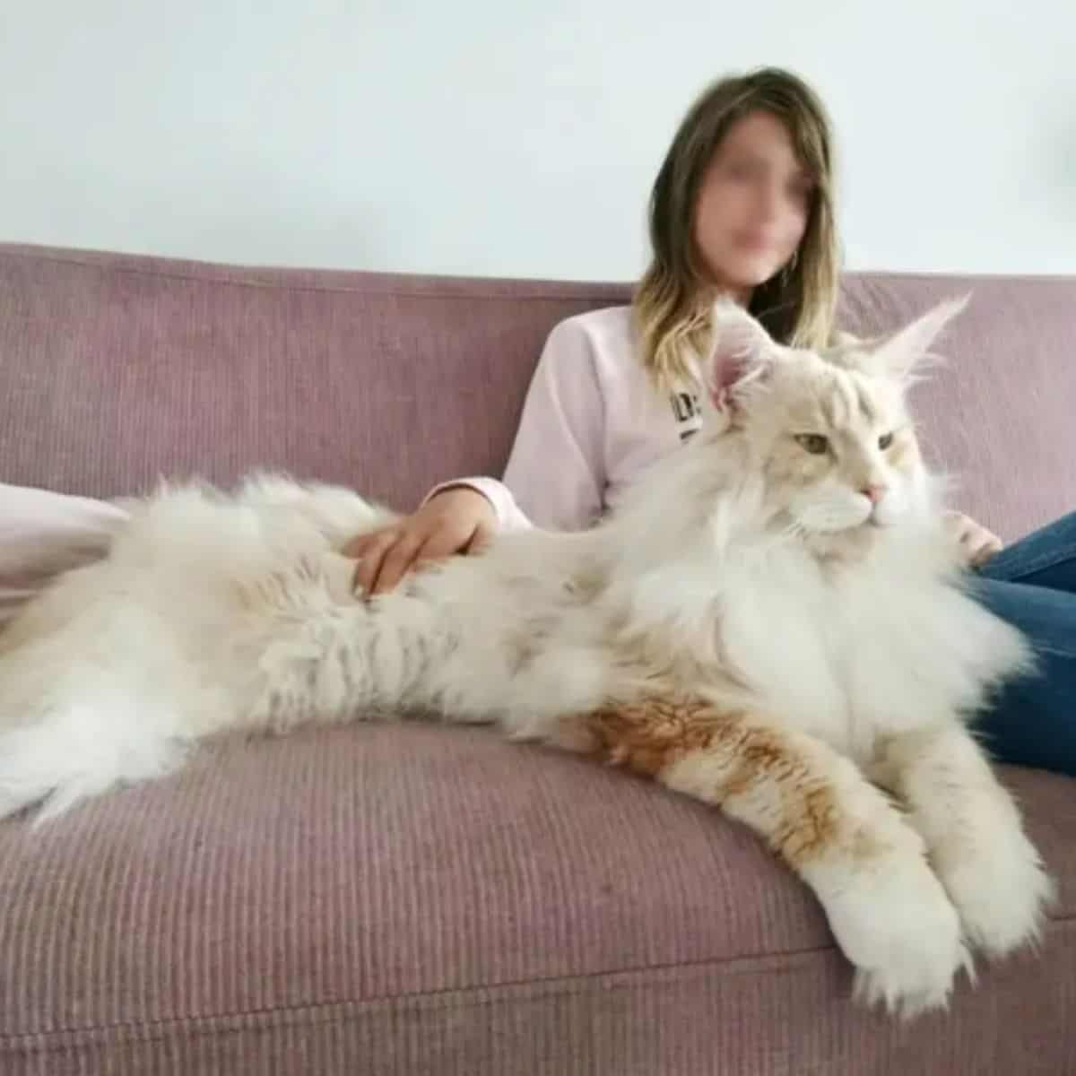 Maine-Coon-Katze mit ihrer Besitzerin