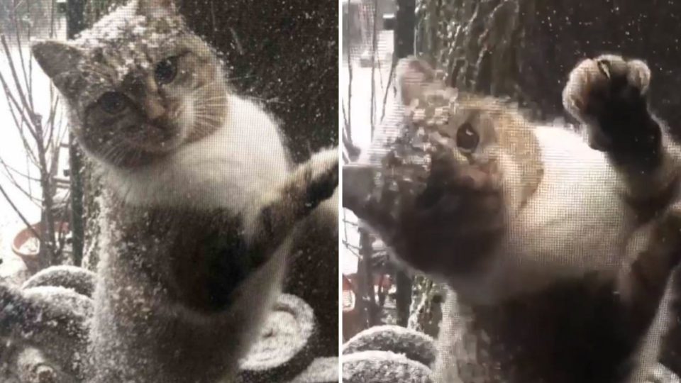 Katze am Fenster waehren eines Schneesturms