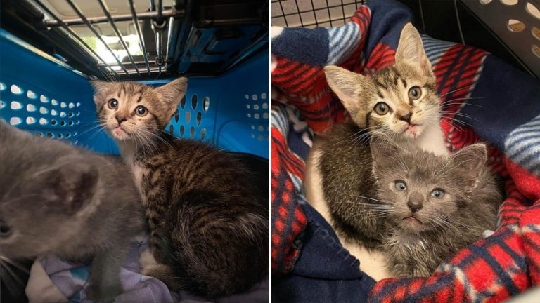 Zwei Katzenbabys in einer Transportbox