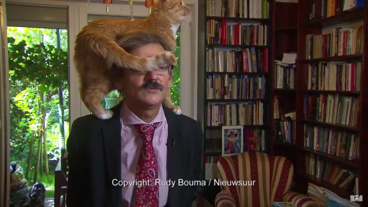 Hauskatze unterbricht das TV-Interview ihres Besitzers