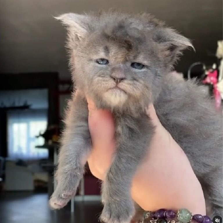 Muerrische Main Coon Katze