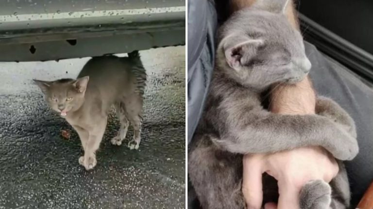 Eine kleine graue Katze unter einem Auto und im Schoß eines Mannes