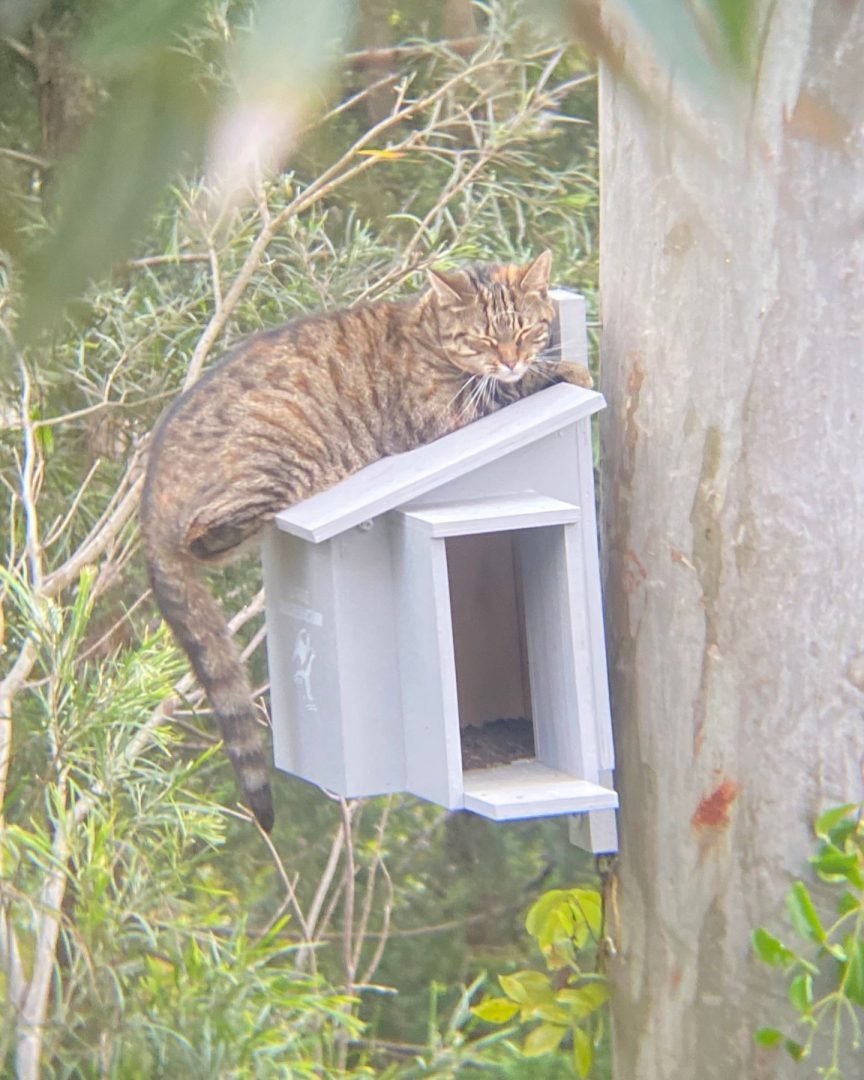 Nahaufnahme von einer Katze auf einem Nistkasten