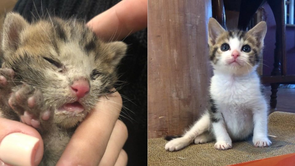 Katzenbaby schaffte es zu ueberleben