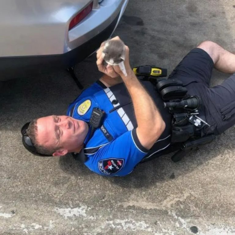 Polizist findet zwei kleine Katzen unter einem Auto