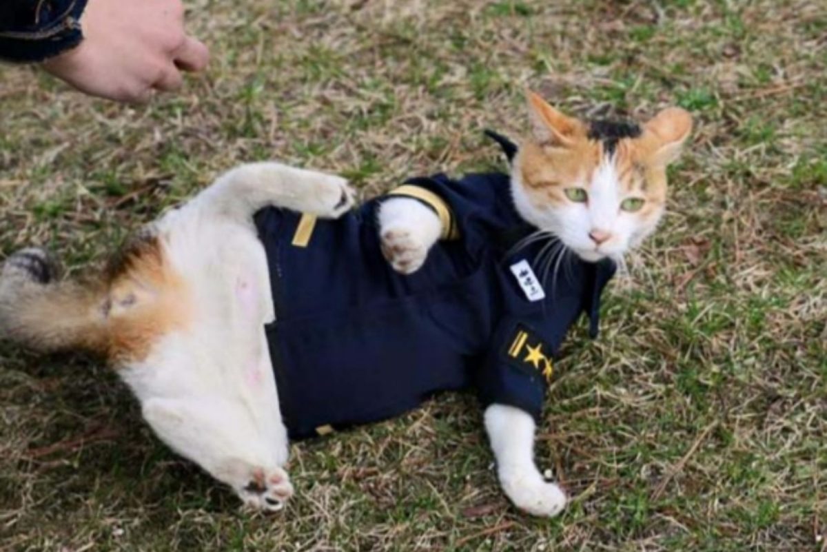 Polizist spielt mit Katzenbabys