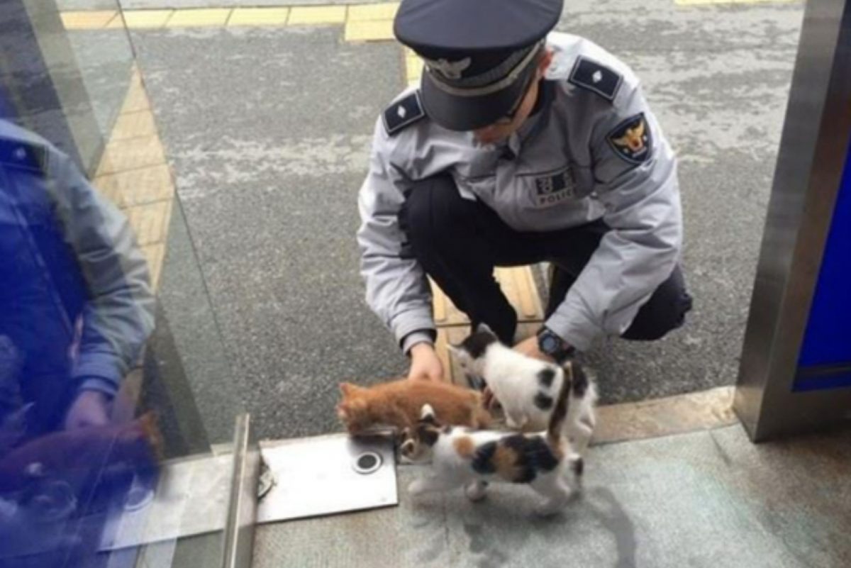 Polizist spielt mit einem Katzenbaby