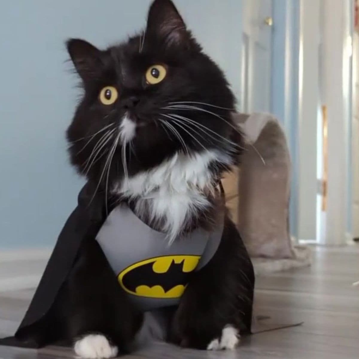 Schwarz Katze als Batman gekleidet