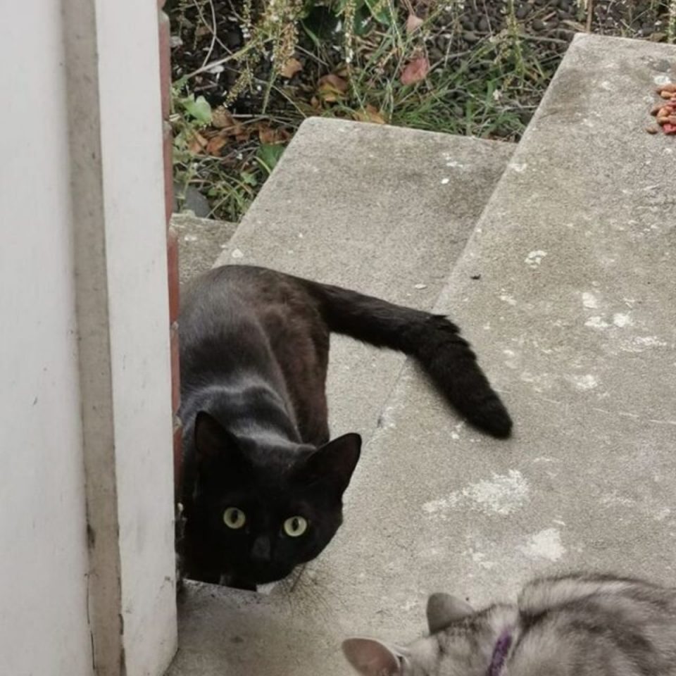 Schwarze Katze auf einer Treppe