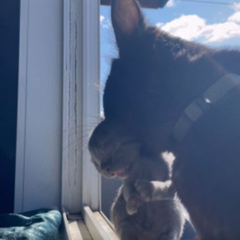 Schwarze Katze mit Katzenbaby im Maul