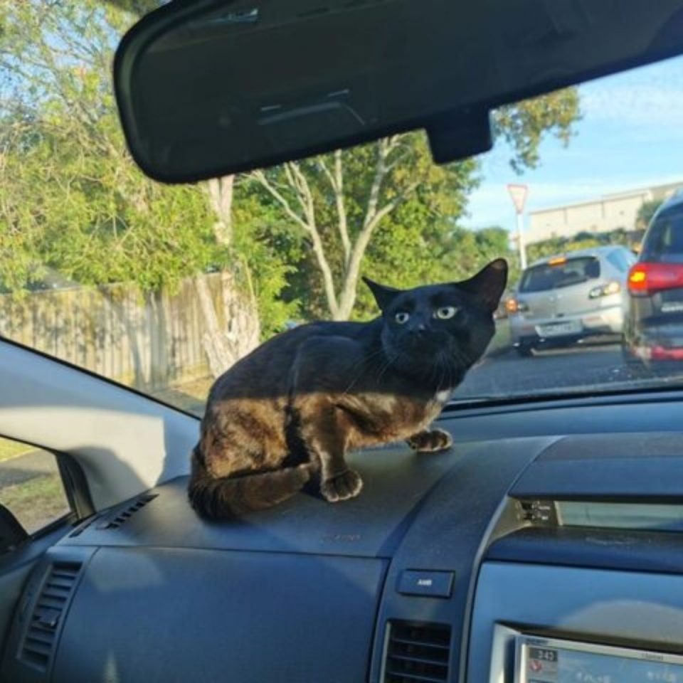 Schwarze Katze sitzt auf dem Armaturenbrett des Autos