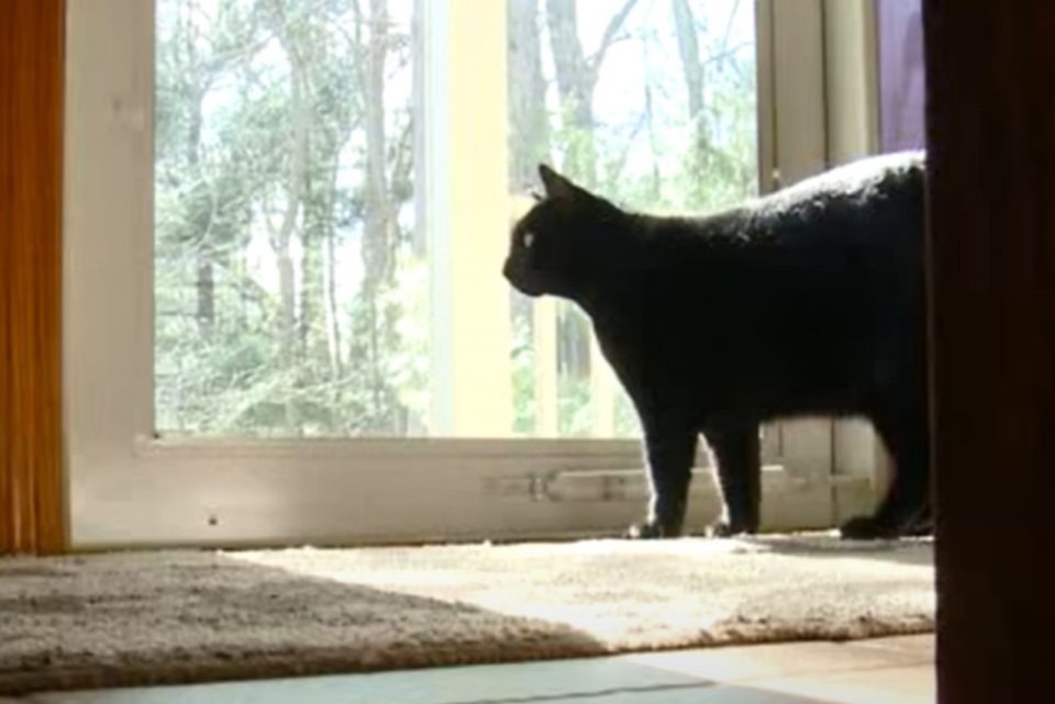 Schwarze Katze steht vor der Tuer