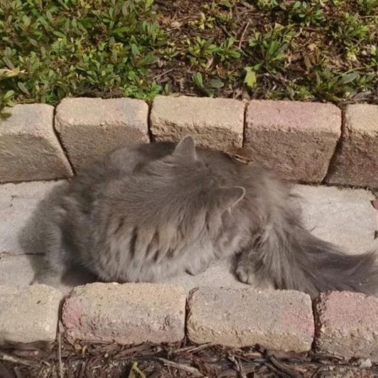 Streifenhoernchen legt sich auf eine Katze