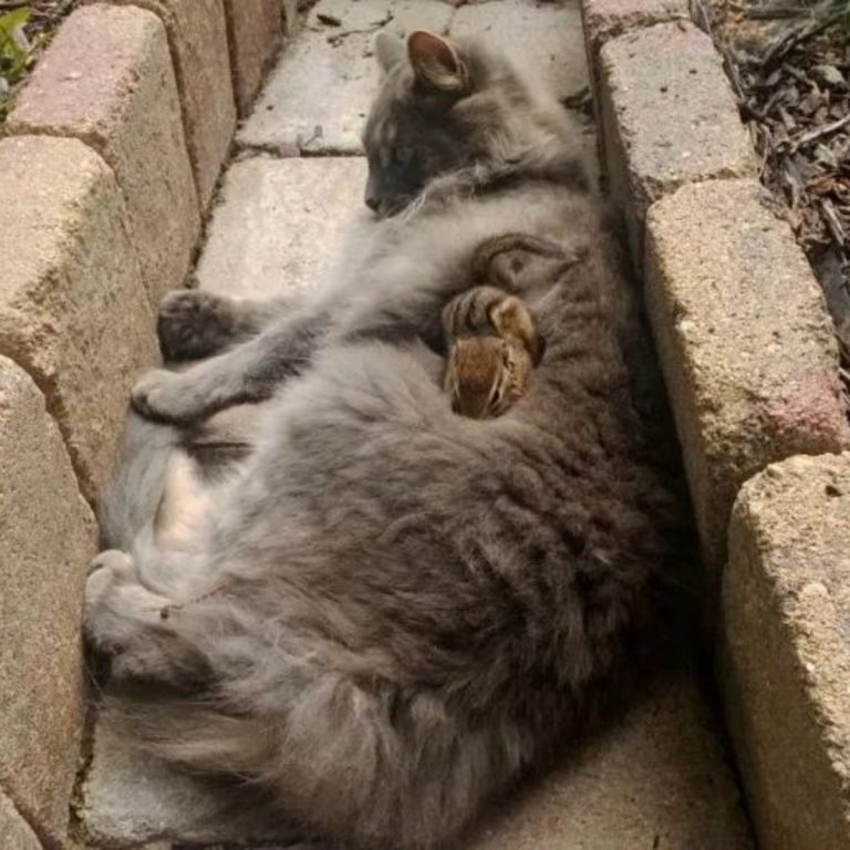 Streifenhoernchen liegt auf einer grauen Katze