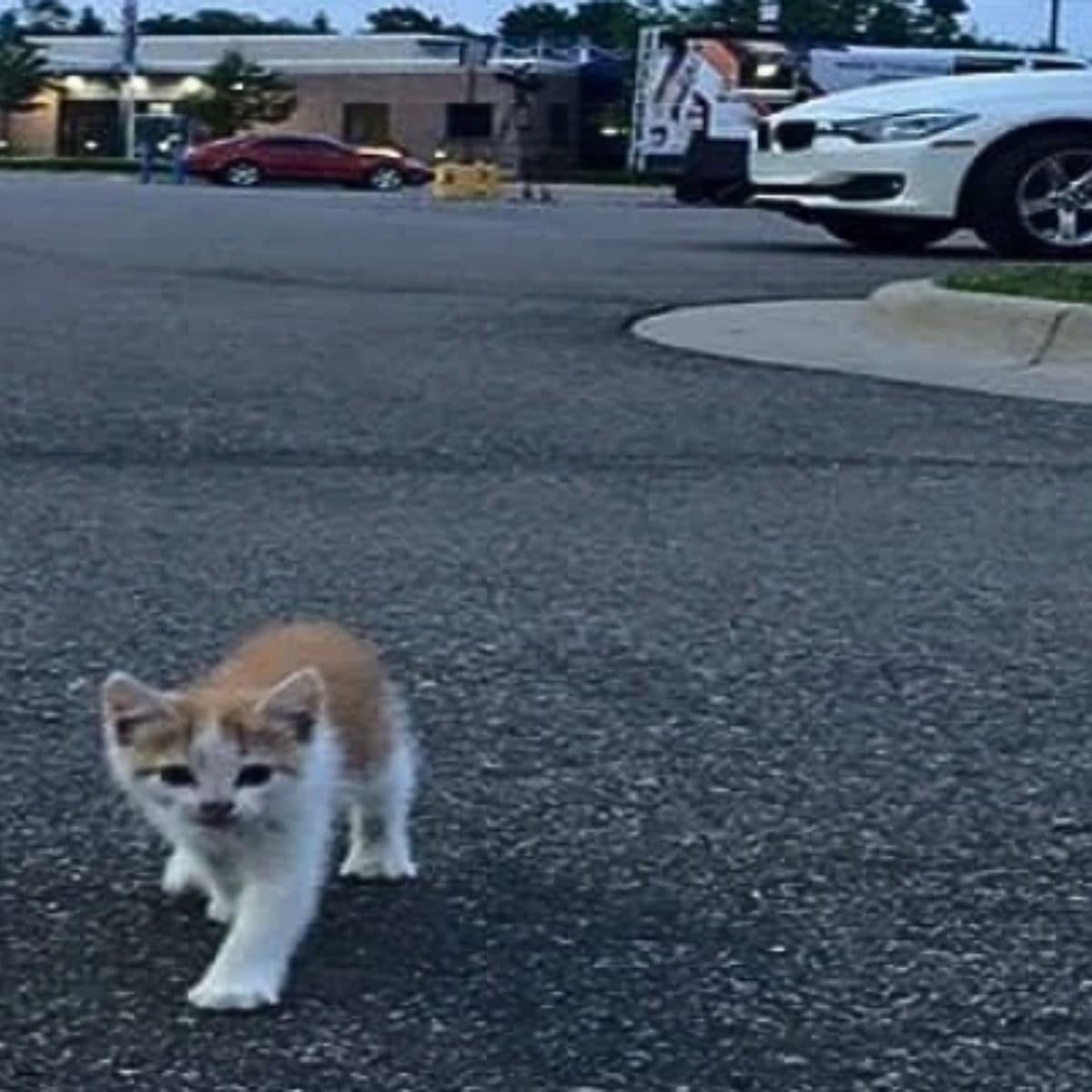 Streuendes Katzenbaby auf der Strasse