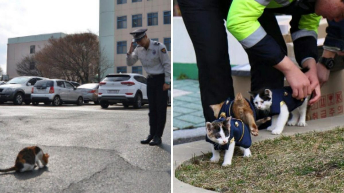 Traechtige Streunerkatze kehrt zur Polizeistation zurueck, um Hilfe zu suchen