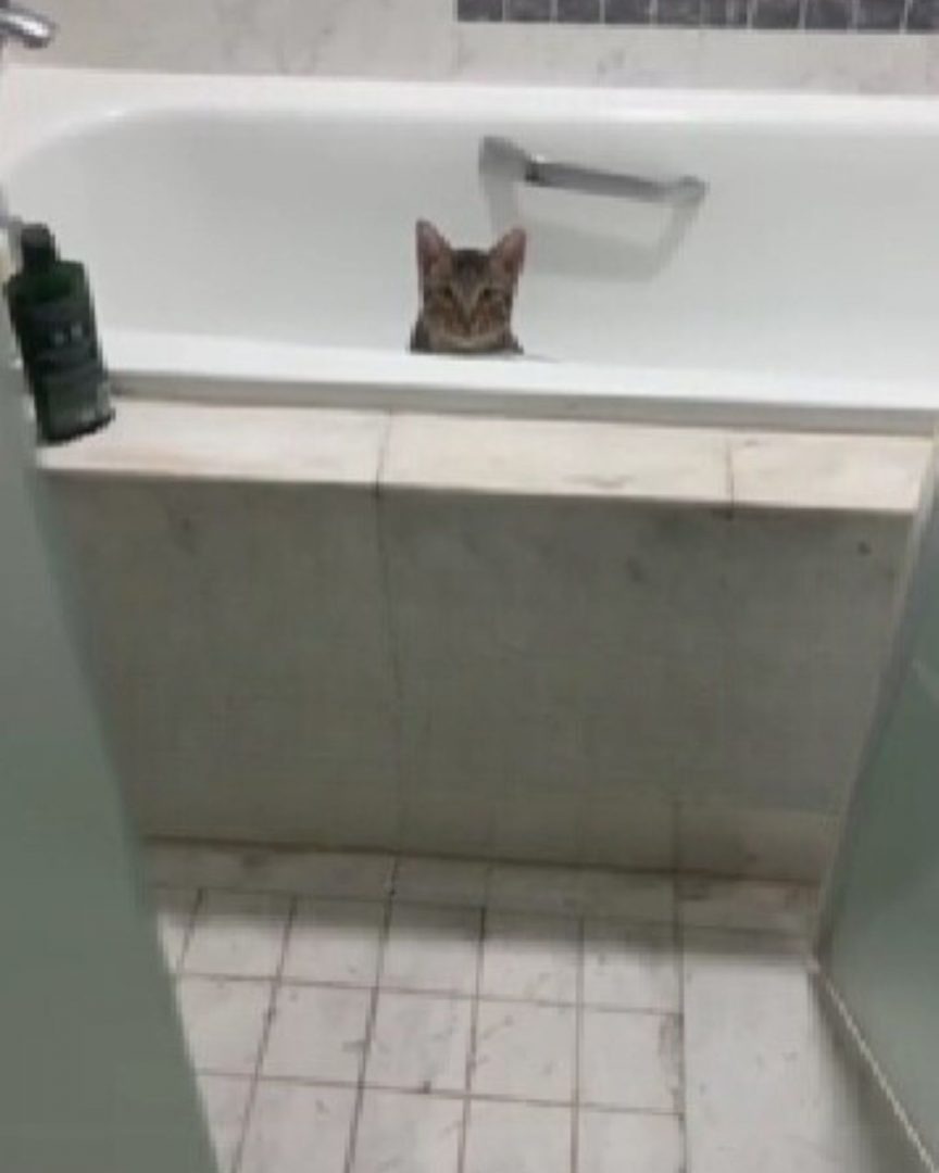 Traurige Katze in einer Badewanne