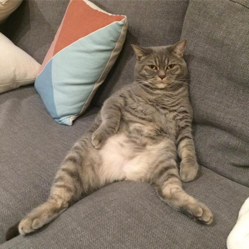 Uebergewichtige Katze sitzt auf dem Sofa