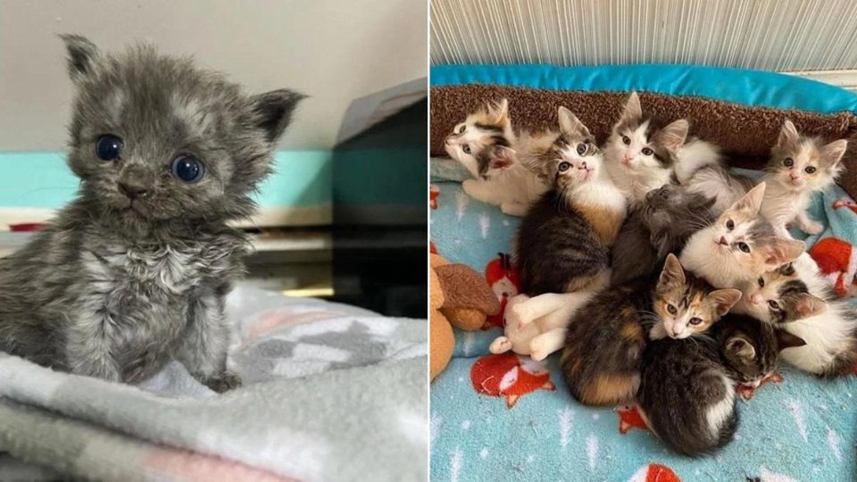 Viele kleine Katzenbabys liegen zusammen auf einer Decke