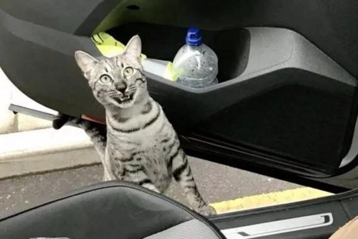 Vermisste Katze steht an der Autotuer