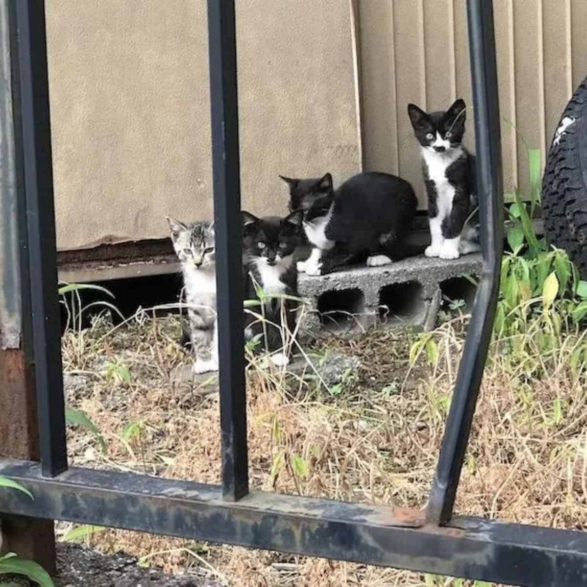 Vier Katzenbabys auf einem Backstein