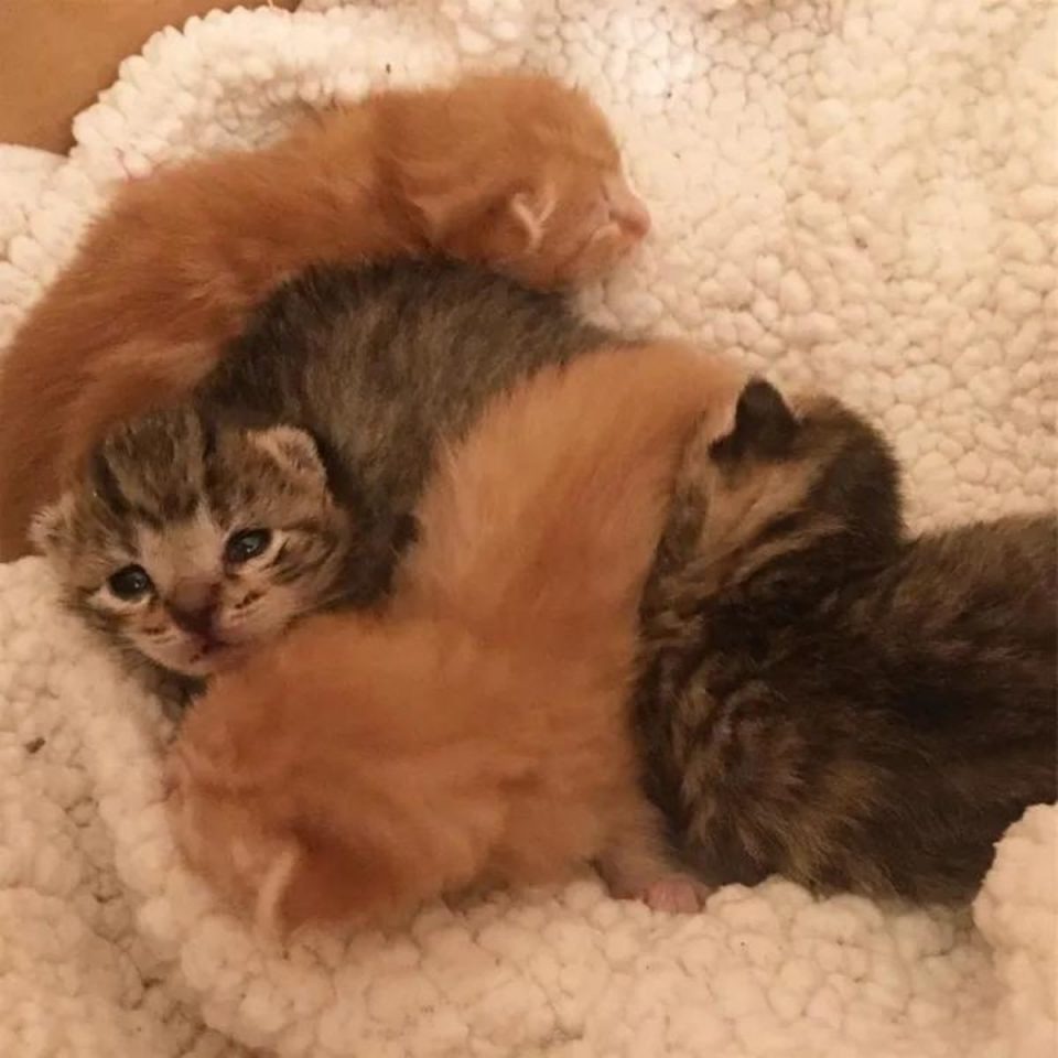 Vier kleine Katzenbabys auf einer weißen Decke