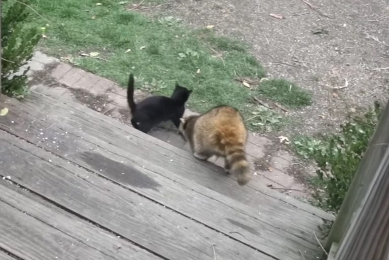 Waschbaer und eine schwarze Katze steigen eine Treppe herunter