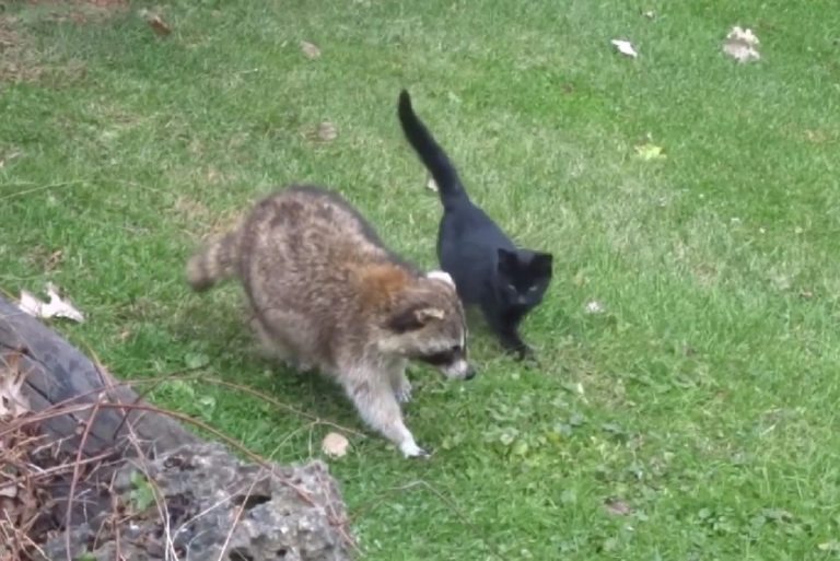 Waschbaer und eine schwarze Katze