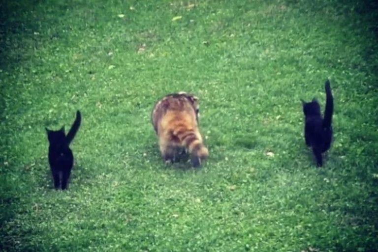 Waschbaer und zwei Katzen spazieren auf Gras