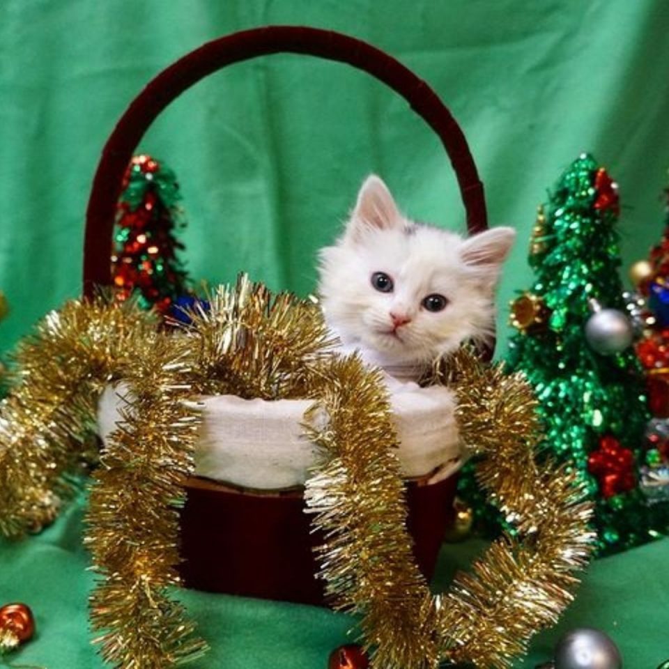 Weiße Katze in einem Korb mit Weihnachtsdeko