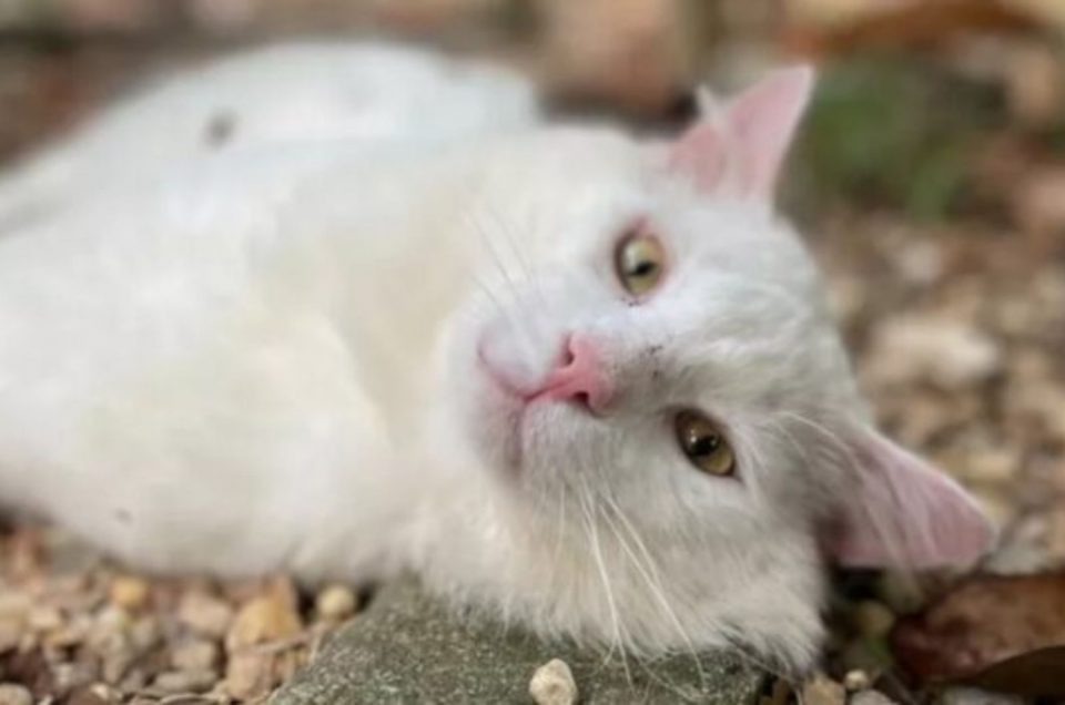 Weiße Katze liegt auf dem Boden