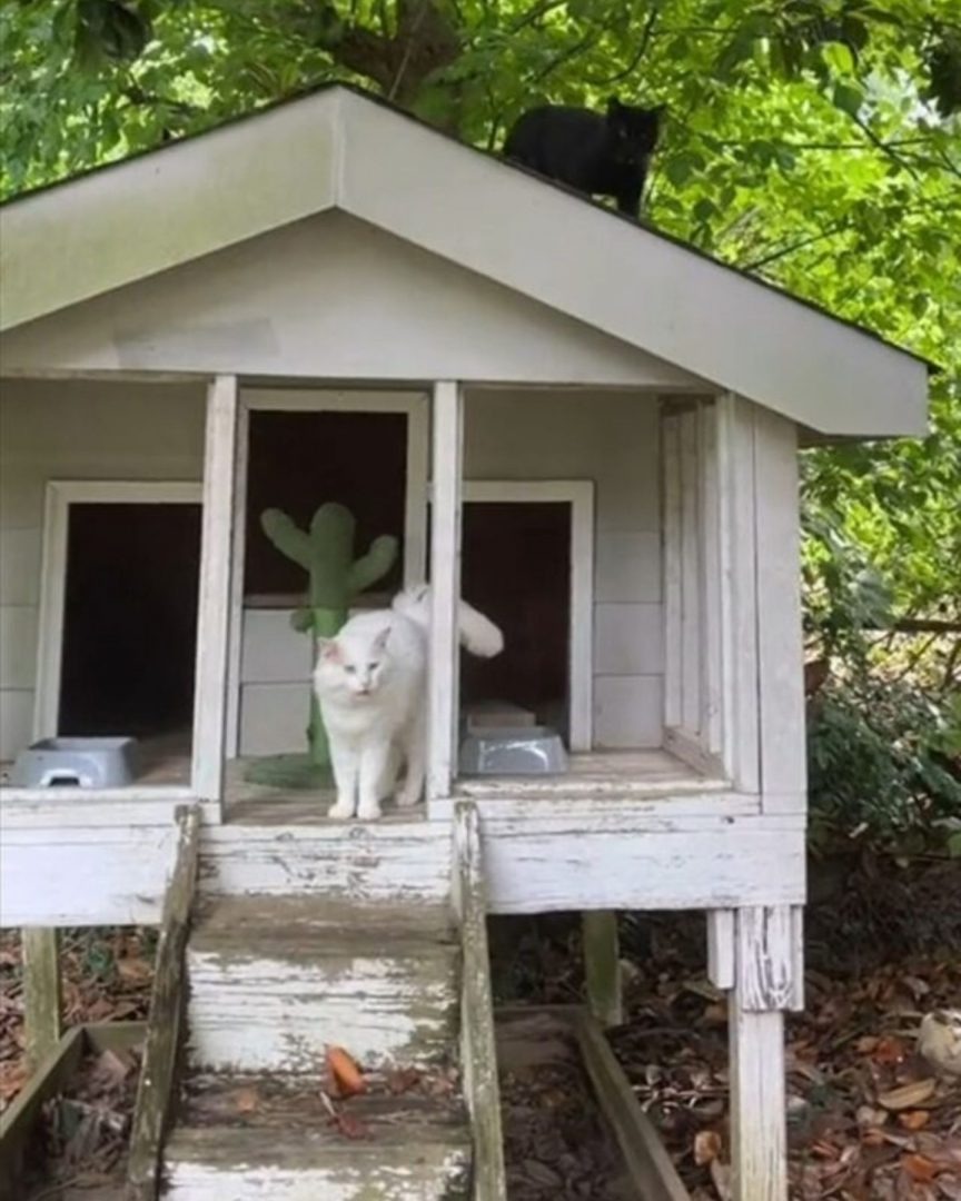 Weiße und schwarze Katze in einem weißen Huehnerstall