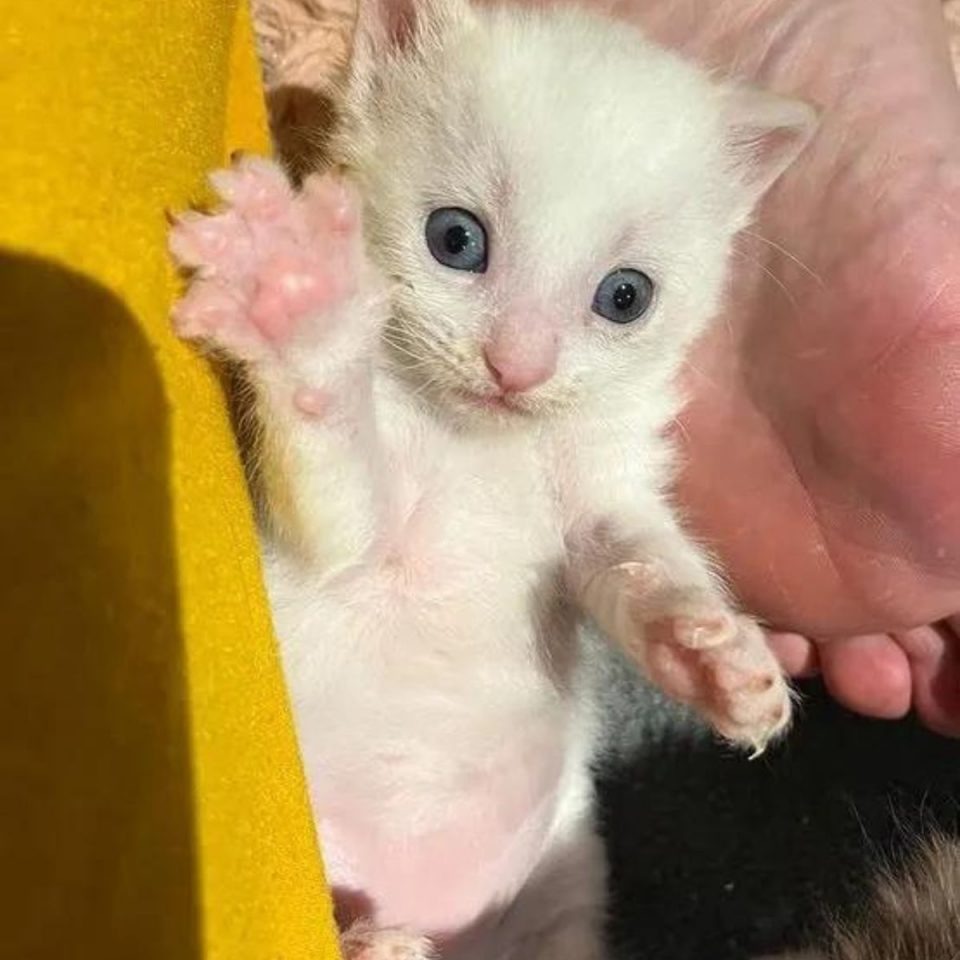 Weißes Katzenbaby mit blauen Augen