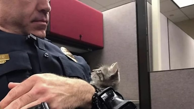 Ein Polizist und ein kleines Katzenbaby