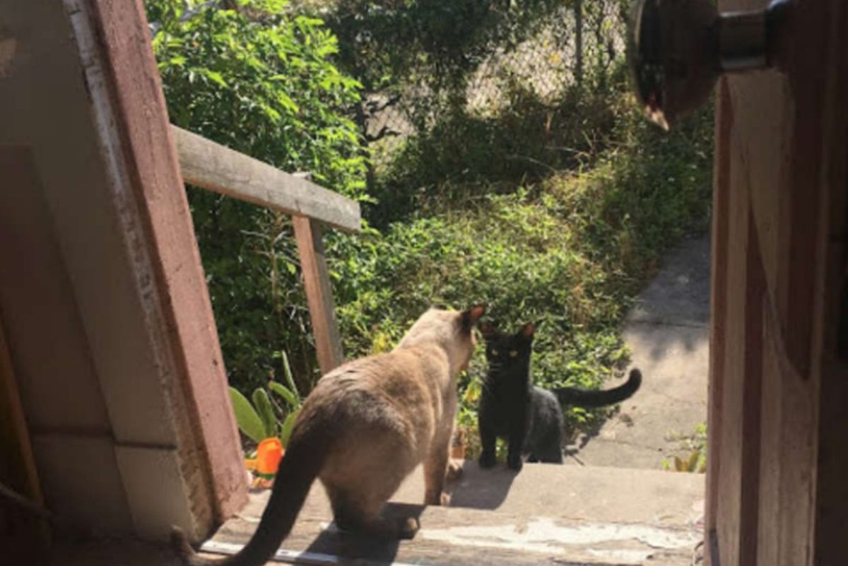 Zwei Katzen auf der Treppe