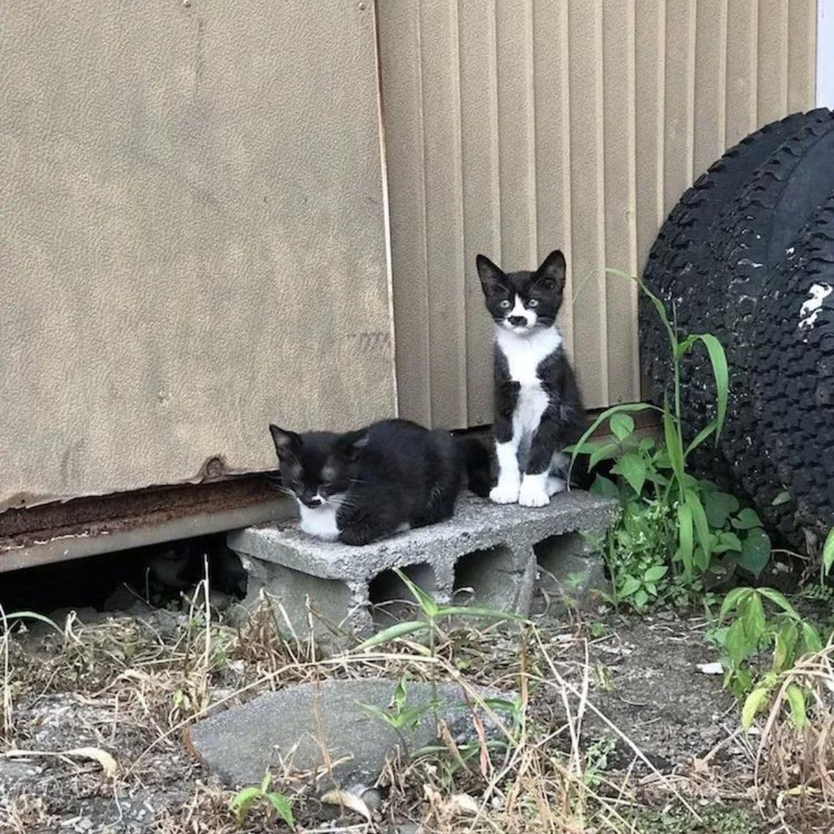 Zwei Katzen auf einem Backstein