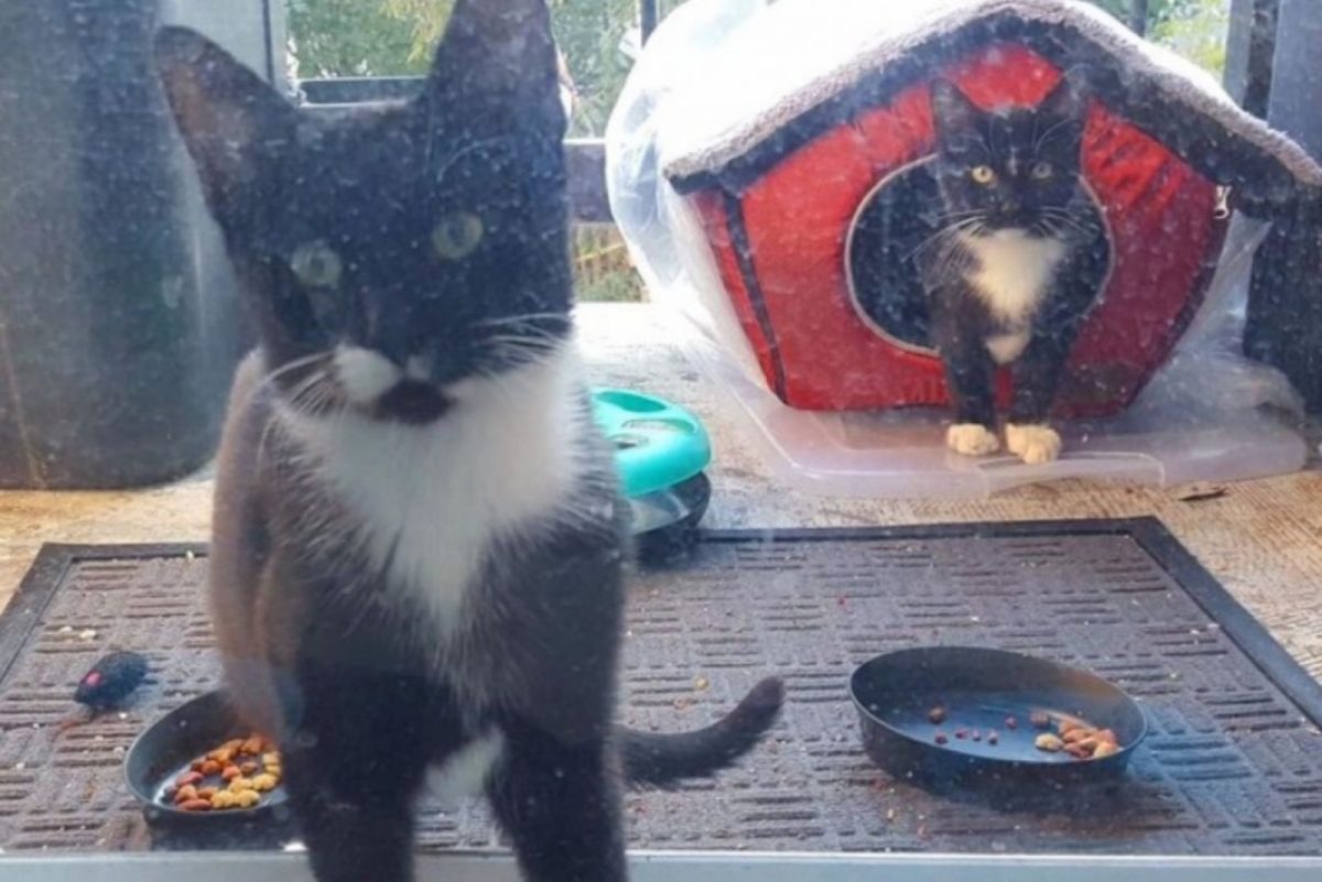 Zwei Katzen auf einer Veranda