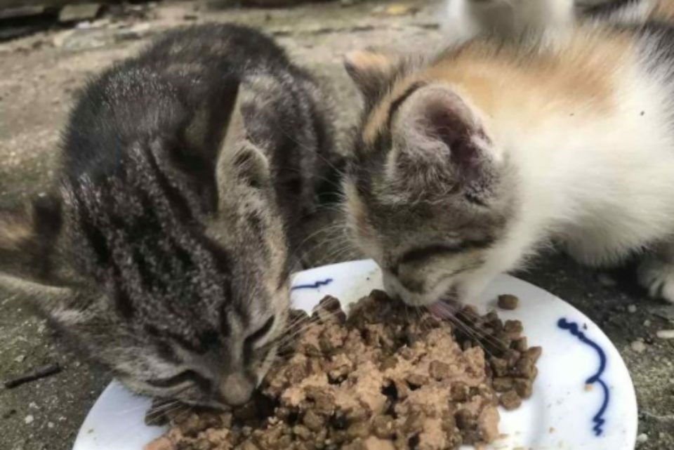 Zwei Katzen fressen aus einem Teller