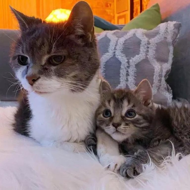 Zwei Katzen liegen auf dem Sofa