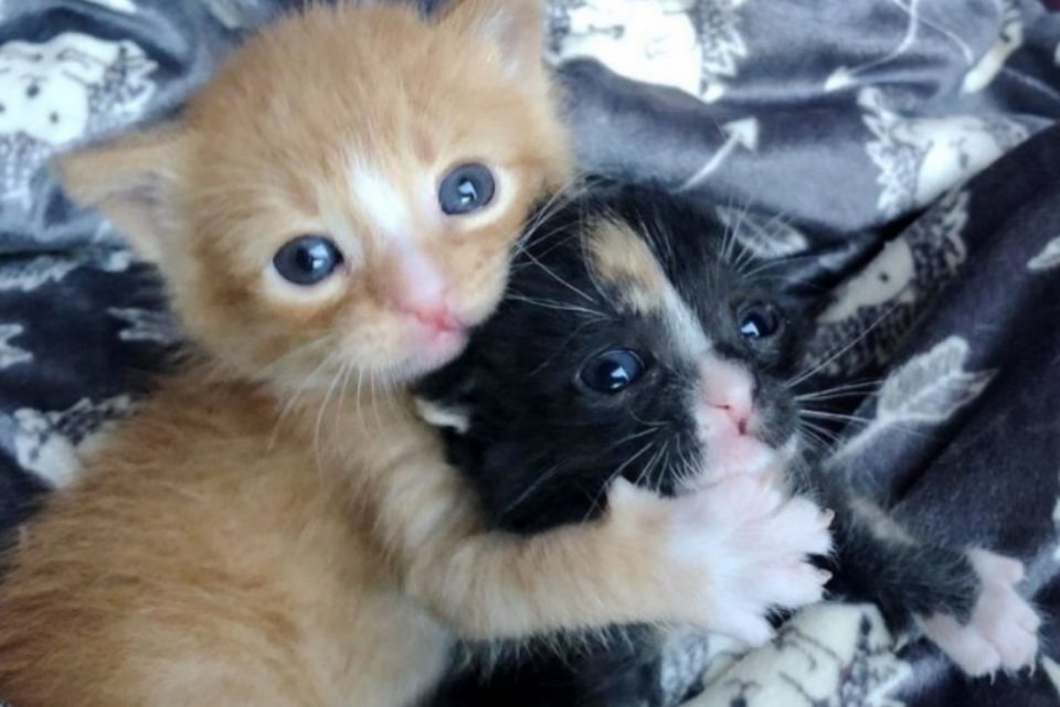 Zwei Katzen schmiegen sich aneinander