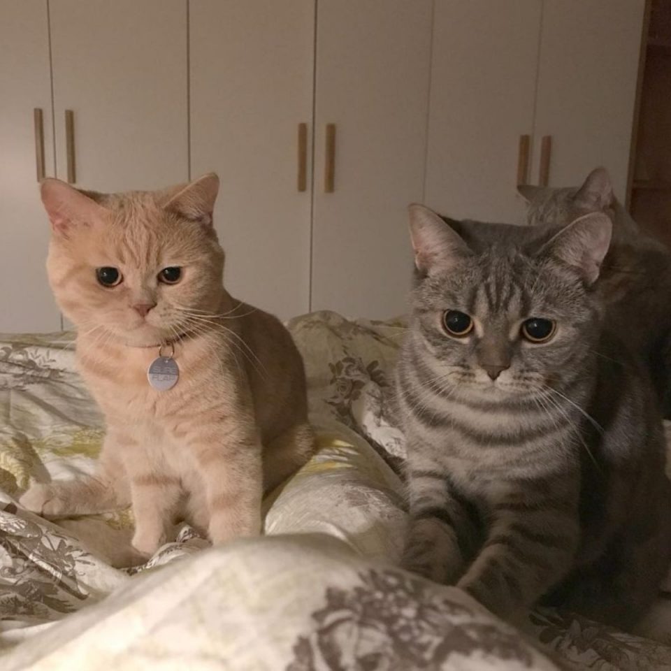 Zwei Katzen sitzen auf dem Bett