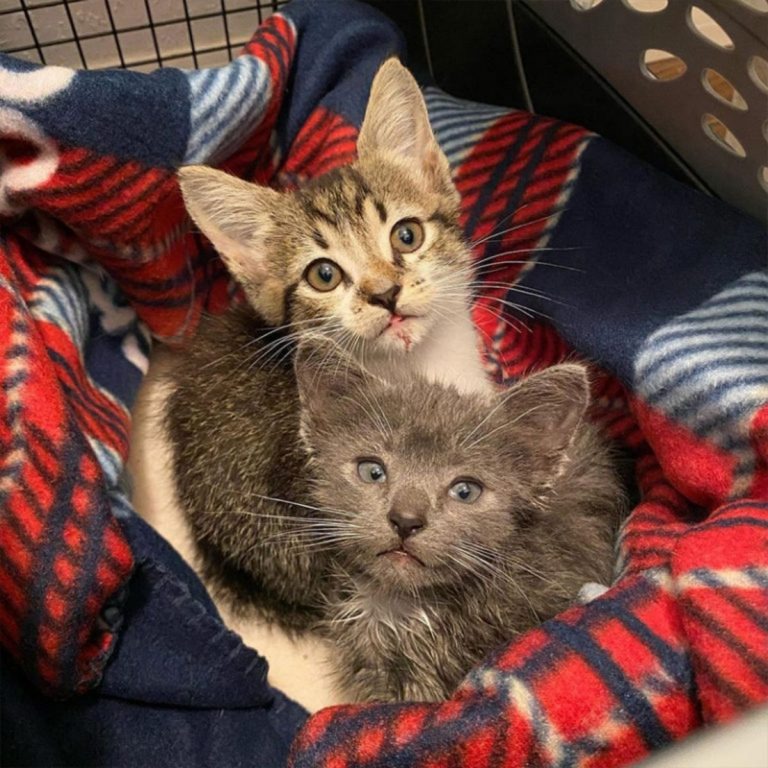 Zwei Katzenbabys liegen auf einer Decke