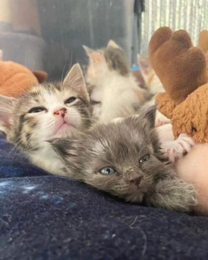 Zwei Katzenbabys liegen zusammen