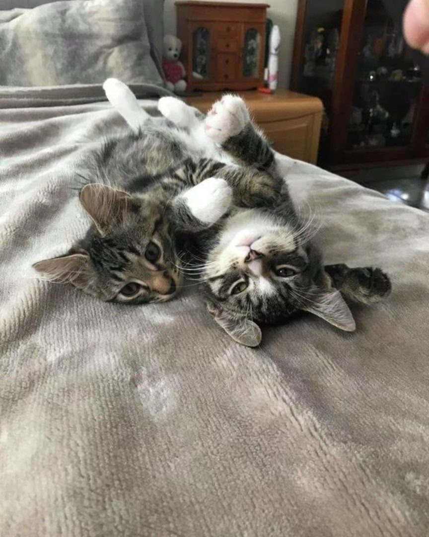 Zwei Katzenbruder liegen auf einem Bett