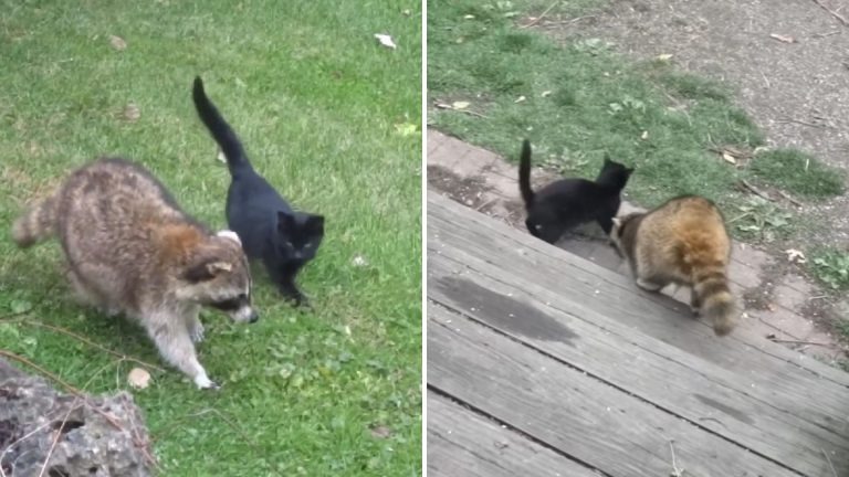 Zwei Streunerkatzen treffen auf blinden Waschbaeren