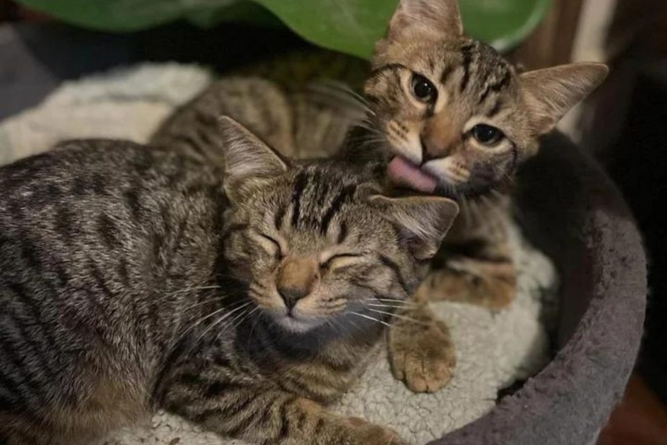 Zwei kleine Katzen liegen nebeneinander