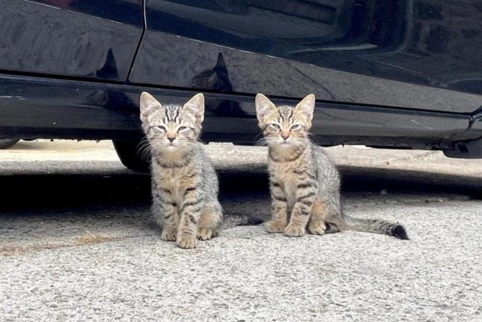 Zwei kleine Katzen sitzen neben einem Auto